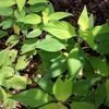 Golden Leaved Pineapple Sage